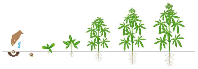 The Cannabis plant lifecycle